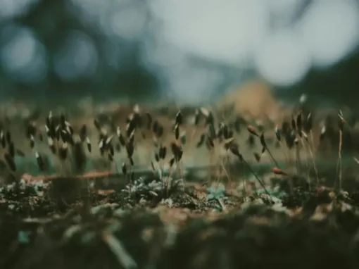 The Intelligence Hidden in Seeds The Intelligence Hidden in Seeds