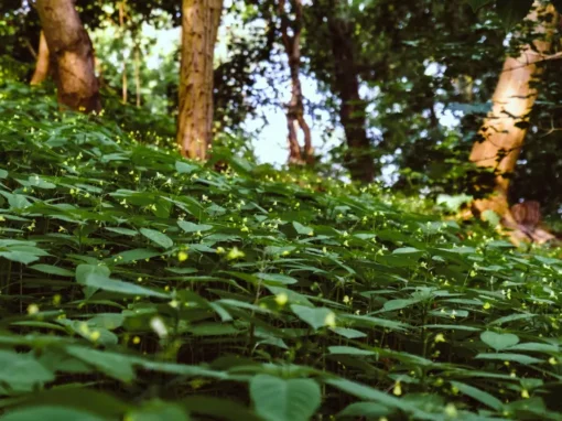 The Intelligence of Nature The Intelligence of Nature