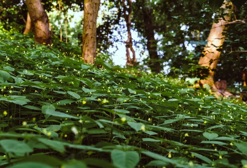 Breathing as a Practice of Presence