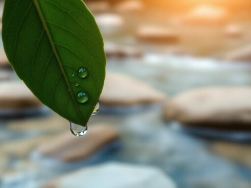 Why Water Remembers